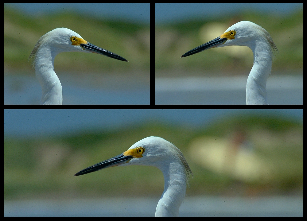 (23) egret montage.jpg   (1000x720)   426 Kb                                    Click to display next picture